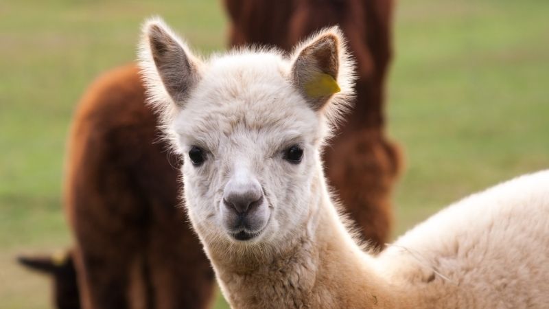 A young white alpaca cria looks directly at the camera with brown alpacas blurred in the background.