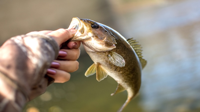 Hand holding a freshly caught smallmouth bass above the water