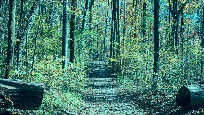 Wooded forest trail winding through dense trees at Deep Creek Lake State Park