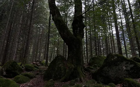 Old-Growth Forest & Wildlife Viewing